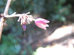 Dianella atraxis