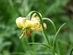 Lilium pyrenaicum