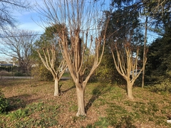 Lagerstroemia indica