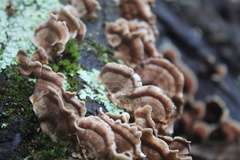 Trametes versicolor