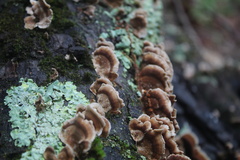 Trametes versicolor