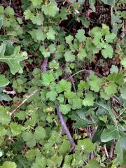 Ribes