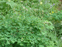 Thalictrum macrocarpum
