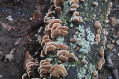 Trametes versicolor