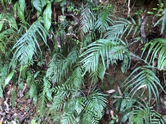 Tapeinidium pinnatum