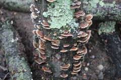 Trametes versicolor