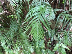 Tapeinidium pinnatum