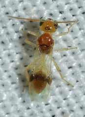 Chrysopophthorus hungaricus