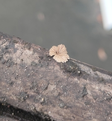 Schizophyllum commune