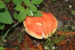 Russula