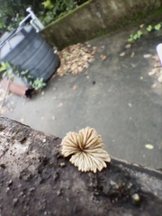 Schizophyllum commune