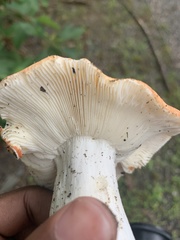 Russula