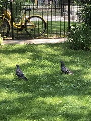 Columba livia domestica