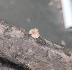 Schizophyllum commune
