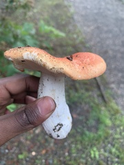 Russula