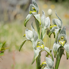 Chloraea magellanica