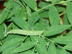 Lathyrus laevigatus