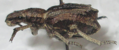 Microcerinae