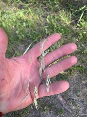 Bromus porteri