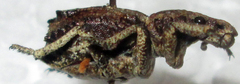 Microcerinae