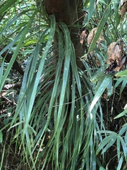 Freycinetia formosana