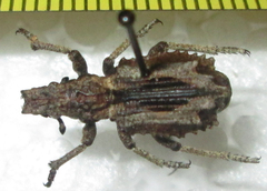 Microcerinae