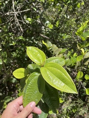 Miconia thomasiana
