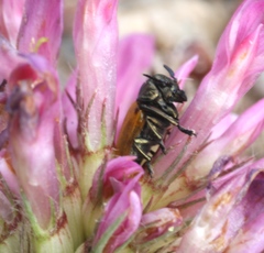 Labidostomis longimana
