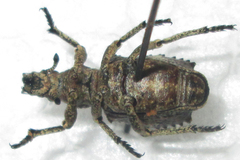 Microcerinae