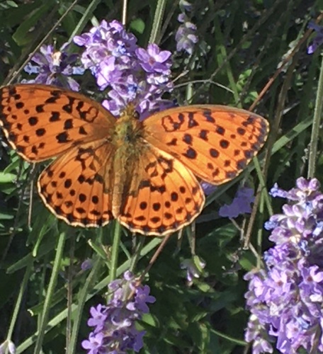 Marbled Fritillary