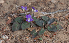 Viola villosa