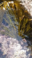 Stephanocystis