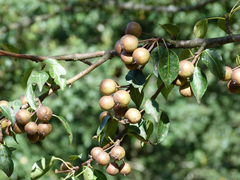 Pyrus cordata
