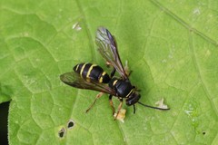 Argogorytes mystaceus