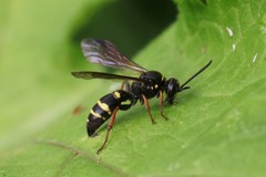 Argogorytes mystaceus