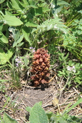 Orobanche colorata