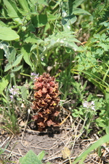 Orobanche colorata