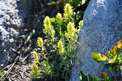 Orthocarpus luteus