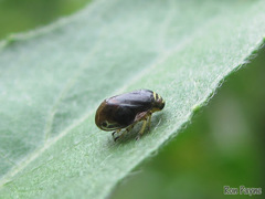 Clastoptera testacea