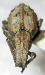 Microcerus