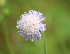 Knautia arvensis