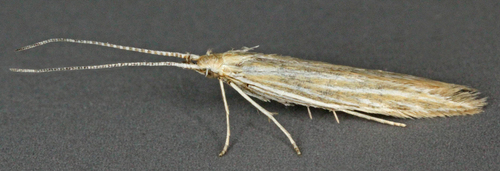 Agrimony Case-bearer