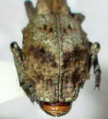 Microcerus