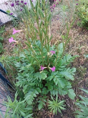 Incarvillea