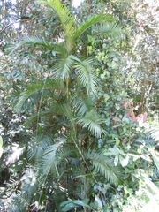 Calamus moti