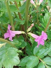Incarvillea