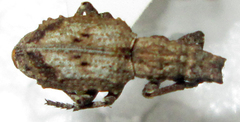 Microcerus