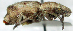 Microcerus
