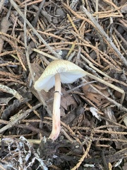 Lepiota lilacea