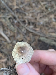Lepiota lilacea
